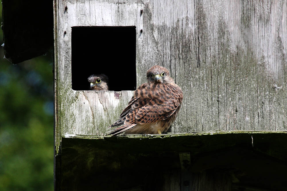 kestrel_chick_1406097809.jpg