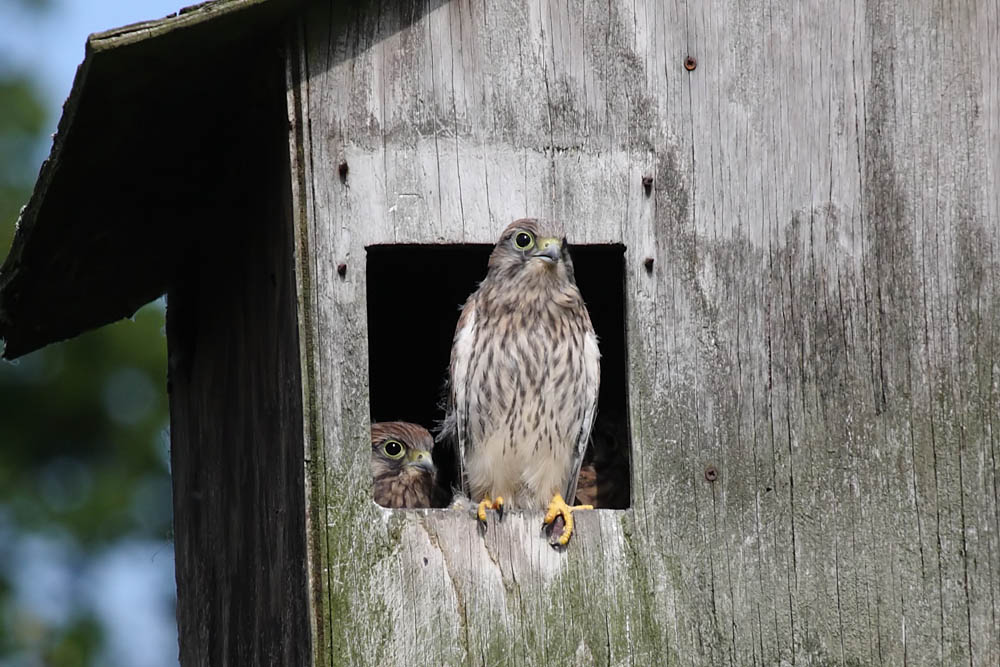 kestrel_chick_1406097906.jpg
