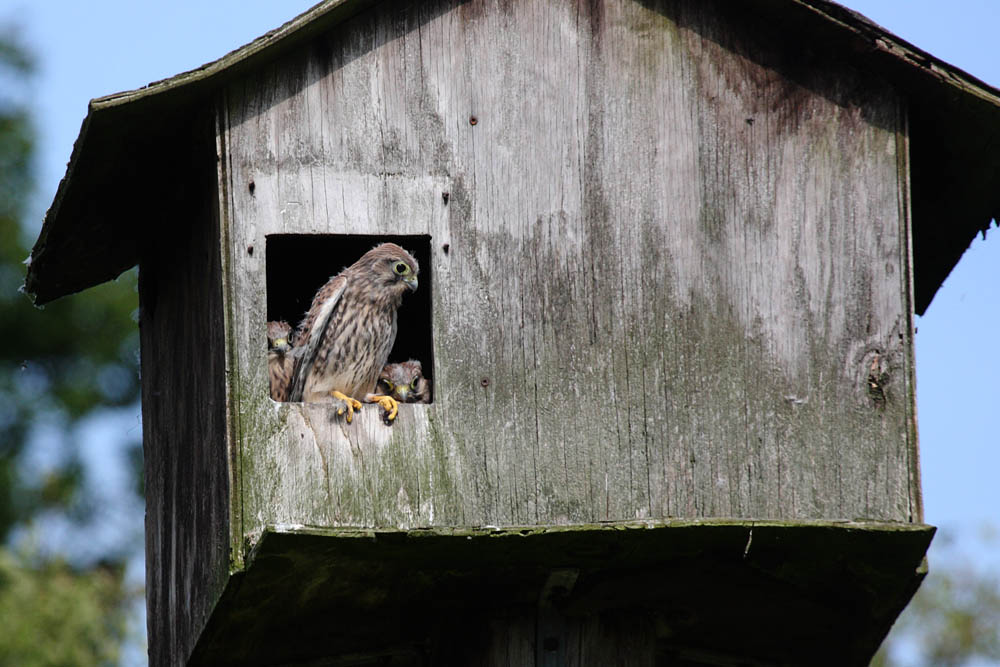 kestrel_chick_1406097907.jpg