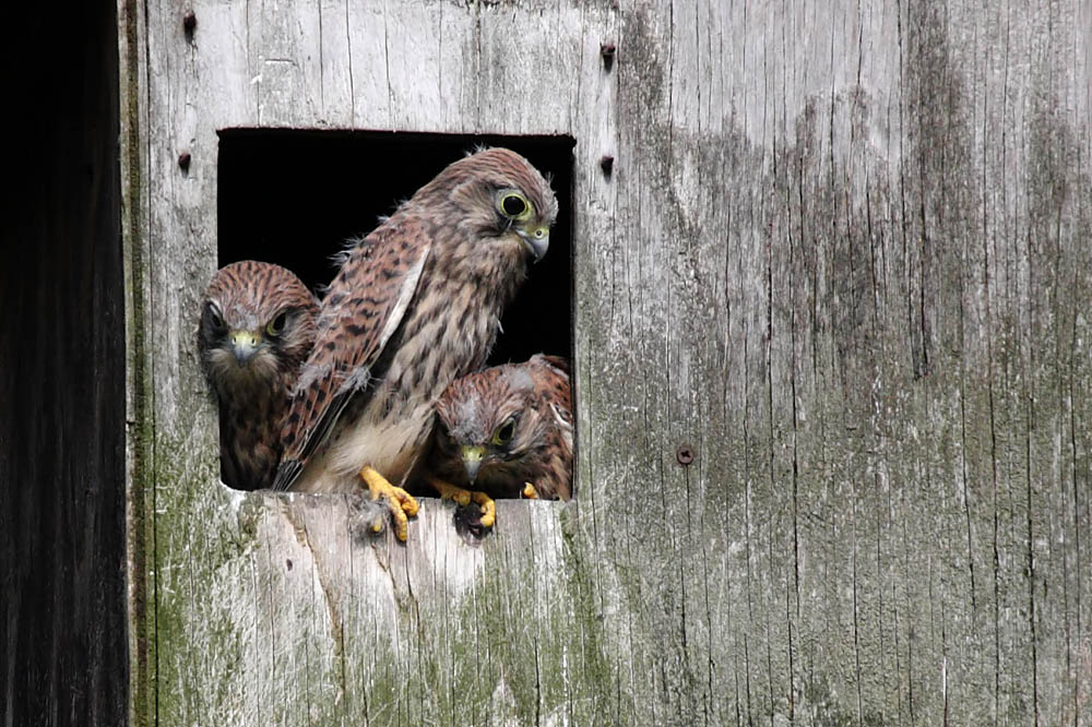 kestrel_chick_1406097910.jpg