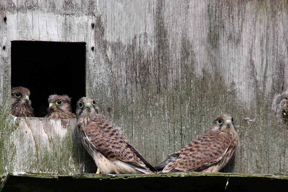 kestrel_chick_1406097918.jpg