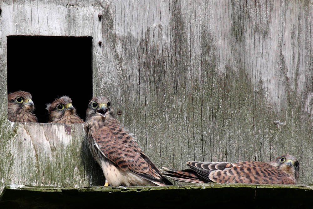 kestrel_chick_1406097923.jpg