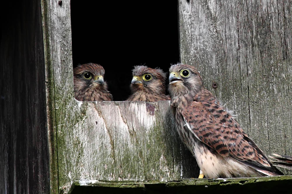 kestrel_chick_1406097925.jpg
