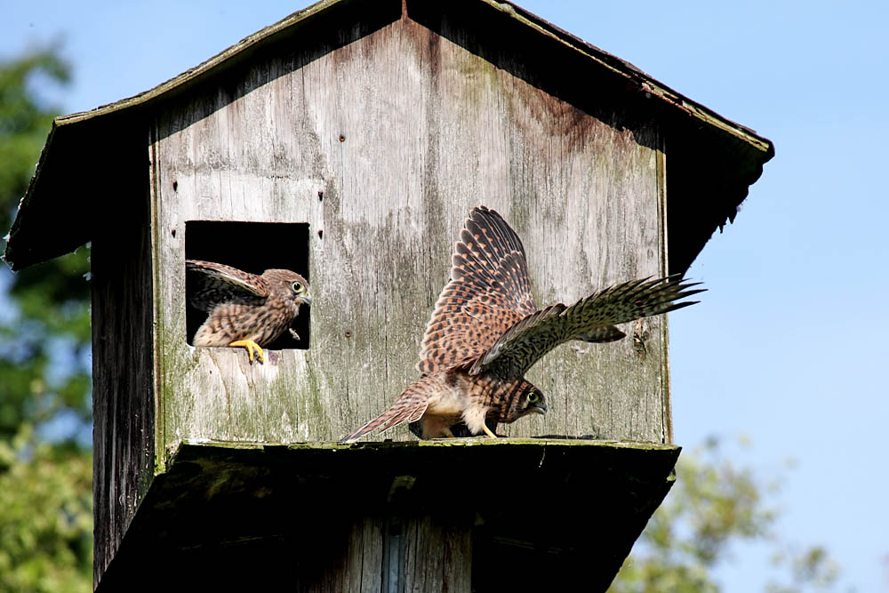 kestrel_chick_1406097939.jpg