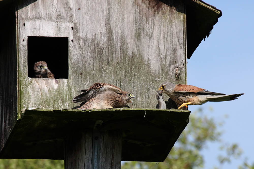 kestrel_chick_1406097944.jpg