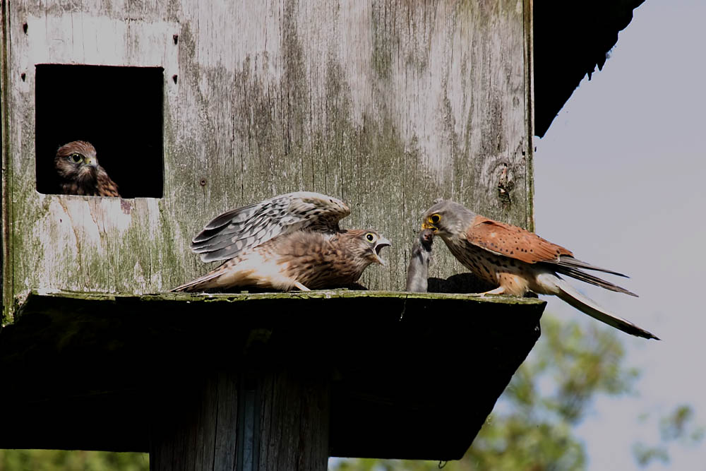 kestrel_chick_1406097945.jpg