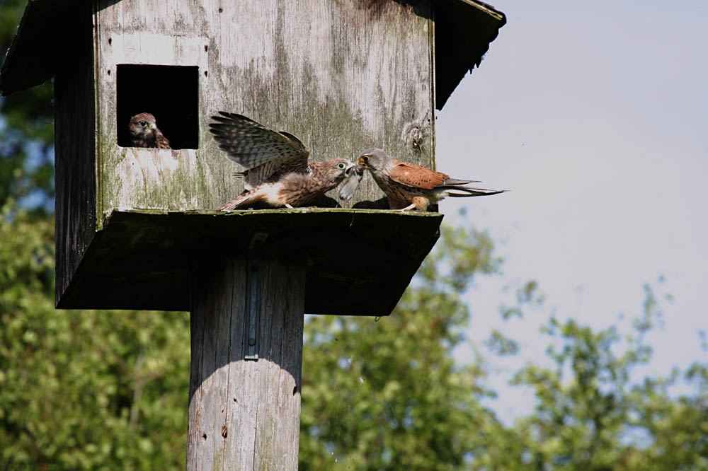 kestrel_chick_1406097946.jpg