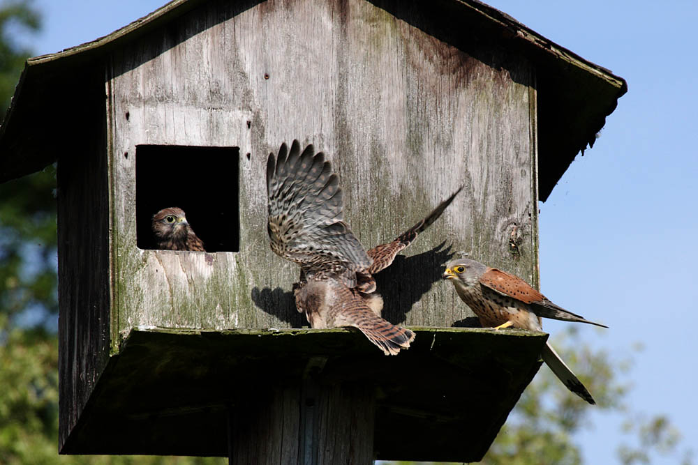 kestrel_chick_1406097949.jpg