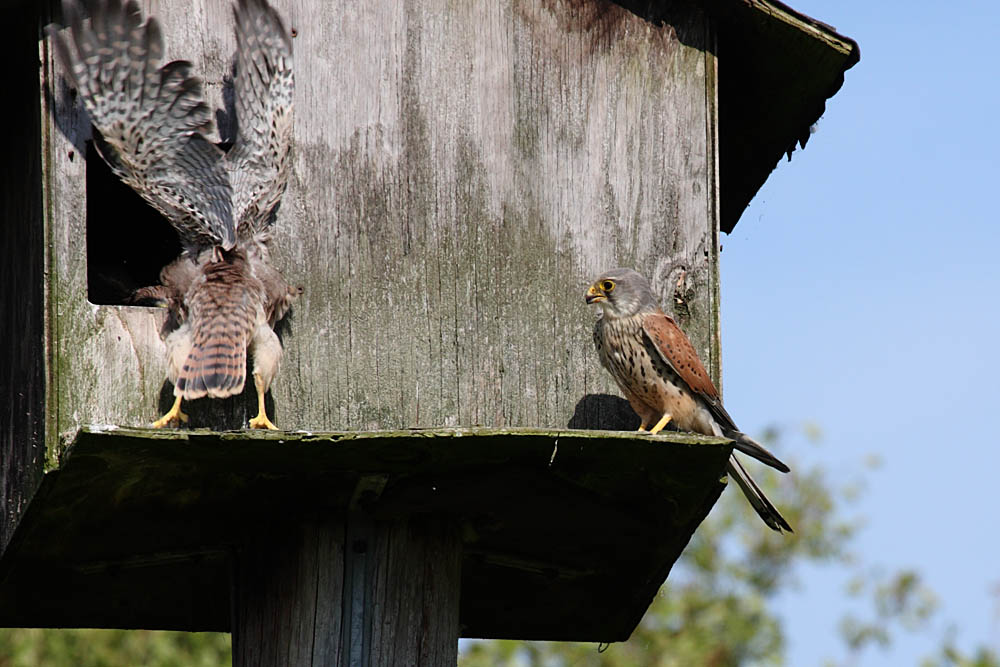 kestrel_chick_1406097954.jpg