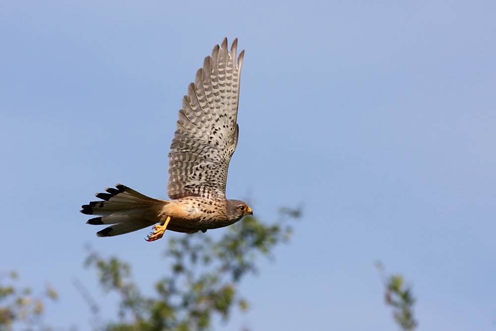 kestrel_chick_1406097960.jpg