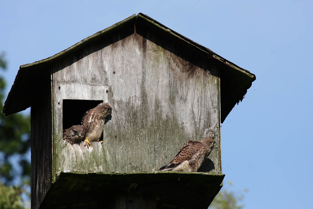 kestrel_chick_1406097988.jpg
