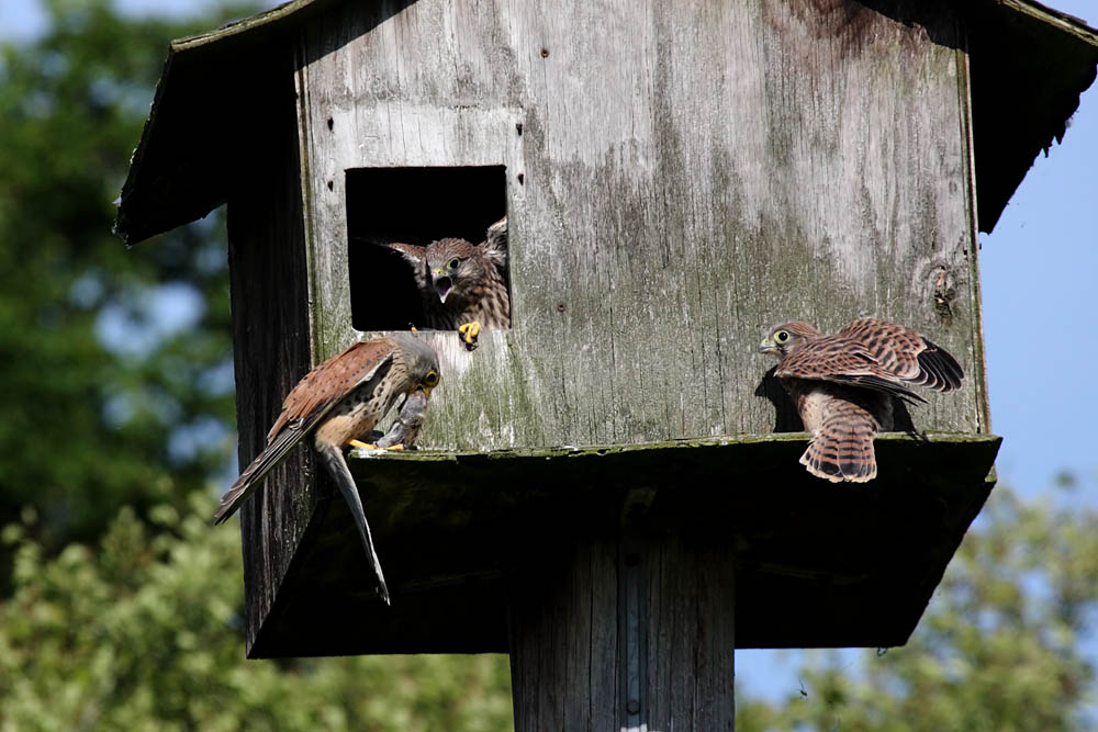 kestrel_chick_1406097990.jpg