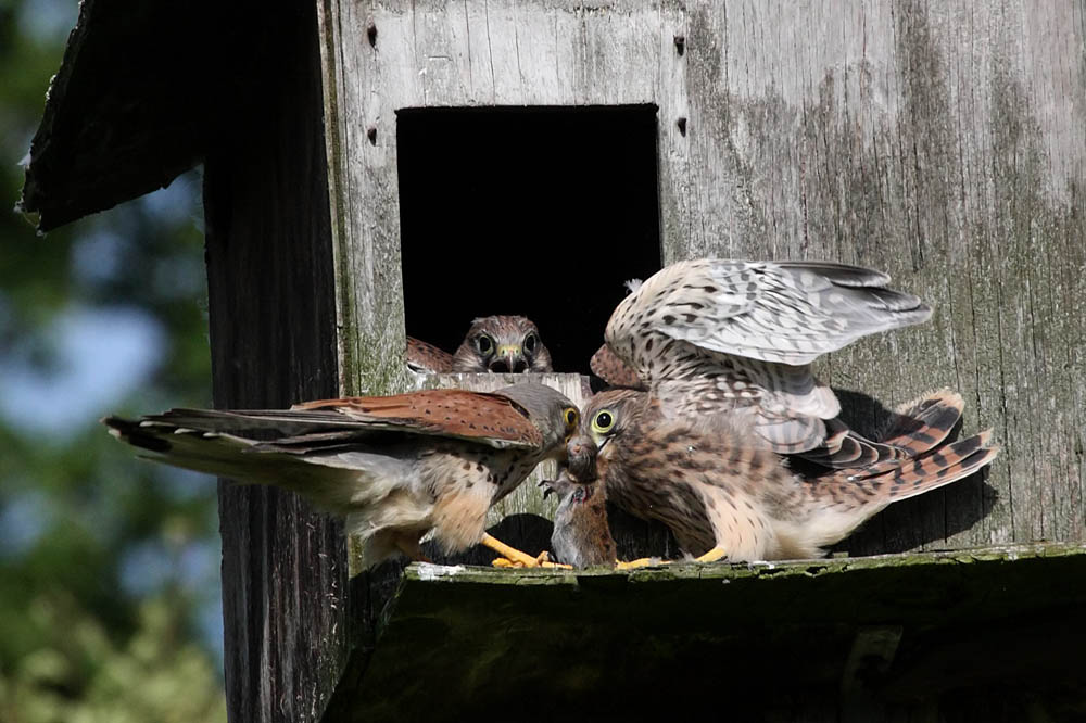 kestrel_chick_1406097994.jpg
