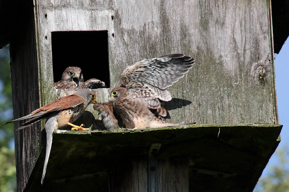 kestrel_chick_1406097999.jpg