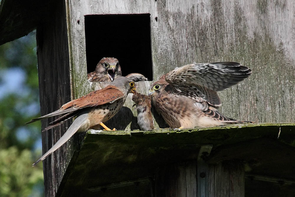 kestrel_chick_1406098000.jpg