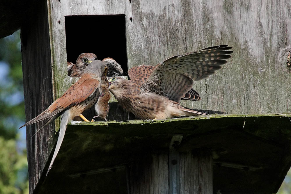 kestrel_chick_1406098002.jpg