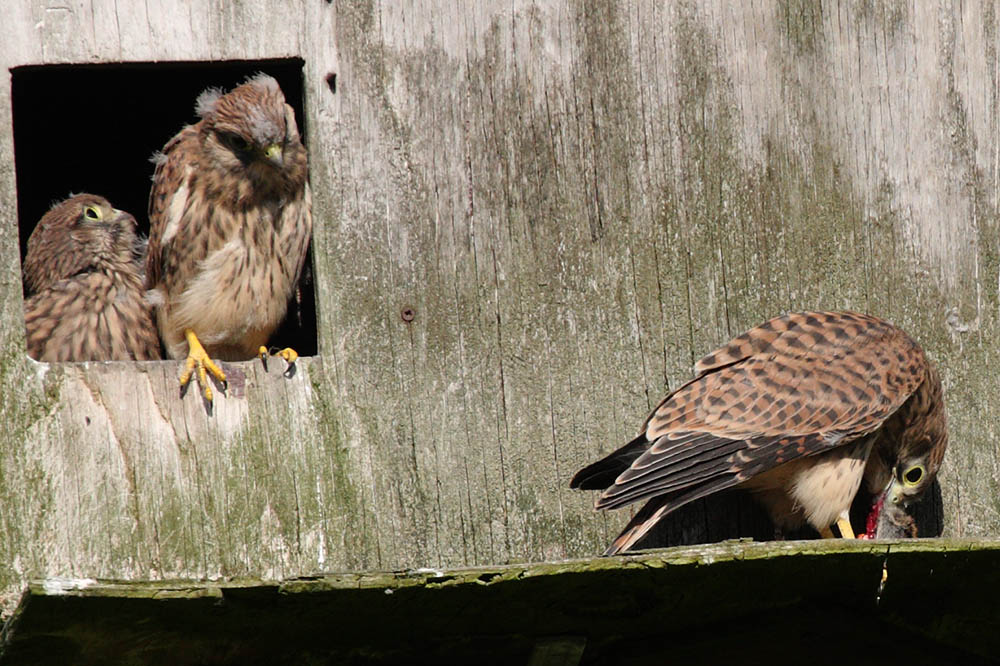 kestrel_chick_1406098036.jpg