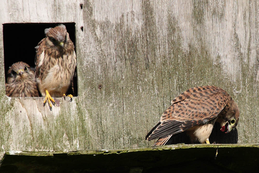 kestrel_chick_1406098044.jpg