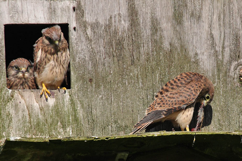 kestrel_chick_1406098046.jpg