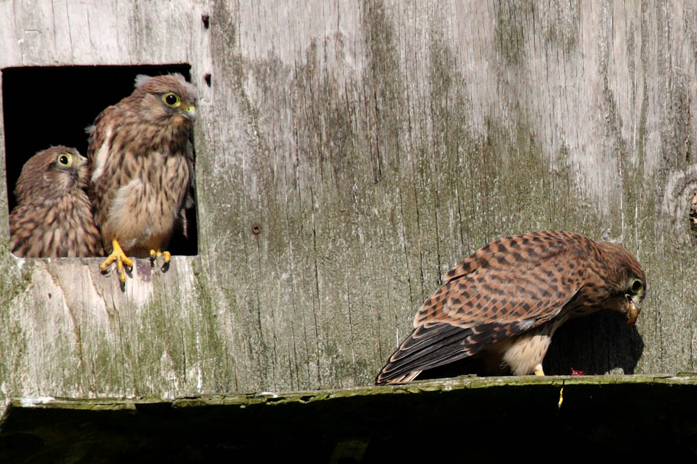 kestrel_chick_1406098053.jpg