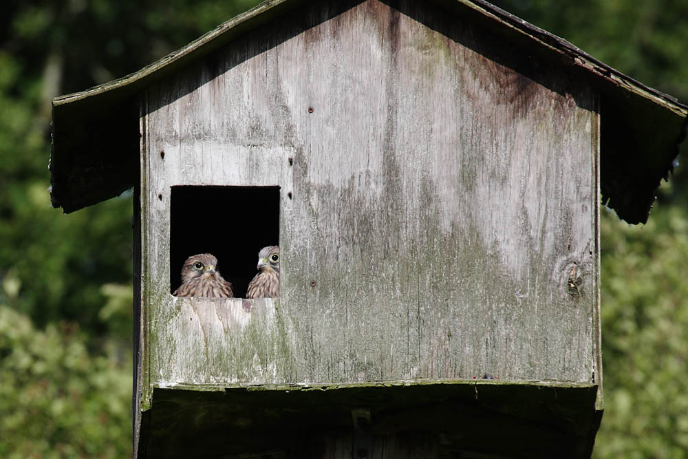 kestrel_chick_1406098062.jpg
