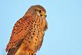 Kestrels in winter sun