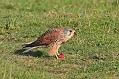 Kestrel with Prey