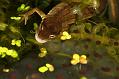 newts among frog spawn