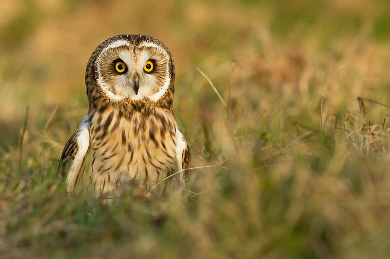 short_eared_owl_2003124334.jpg