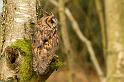 long_eared_owl_2003124484