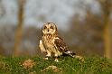 short_eared_owl_2003124349