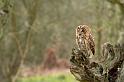 tawny_owl_2003123427