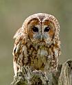 tawny_owl_2003123557