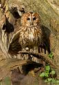 tawny_owl_2003123868