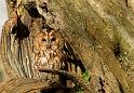 tawny_owl_2003123889