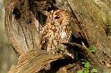 tawny_owl_2003123918