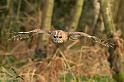 tawny_owl_2003124501