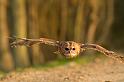 tawny_owl_2003124691