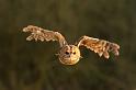 tawny_owl_2003124704