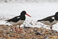 Oystercatchers