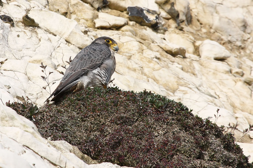 peregrine_2103108220.jpg