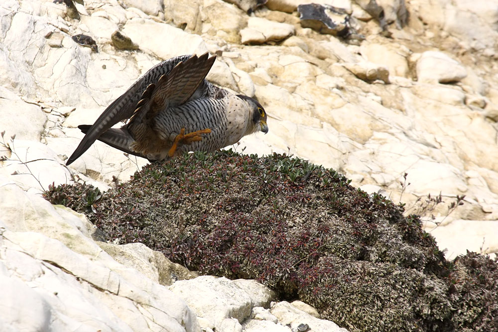 peregrine_2103108228.jpg