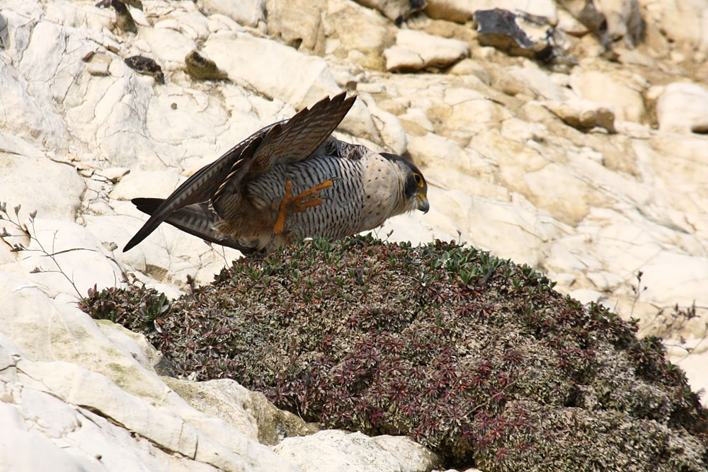 peregrine_2103108230.jpg