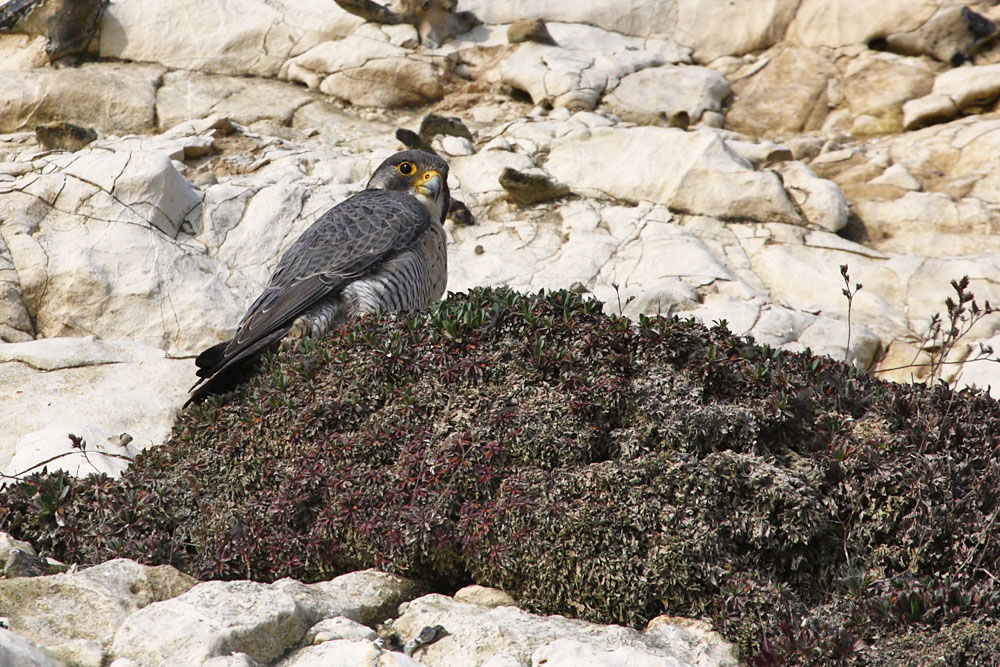 peregrine_2103108265.jpg