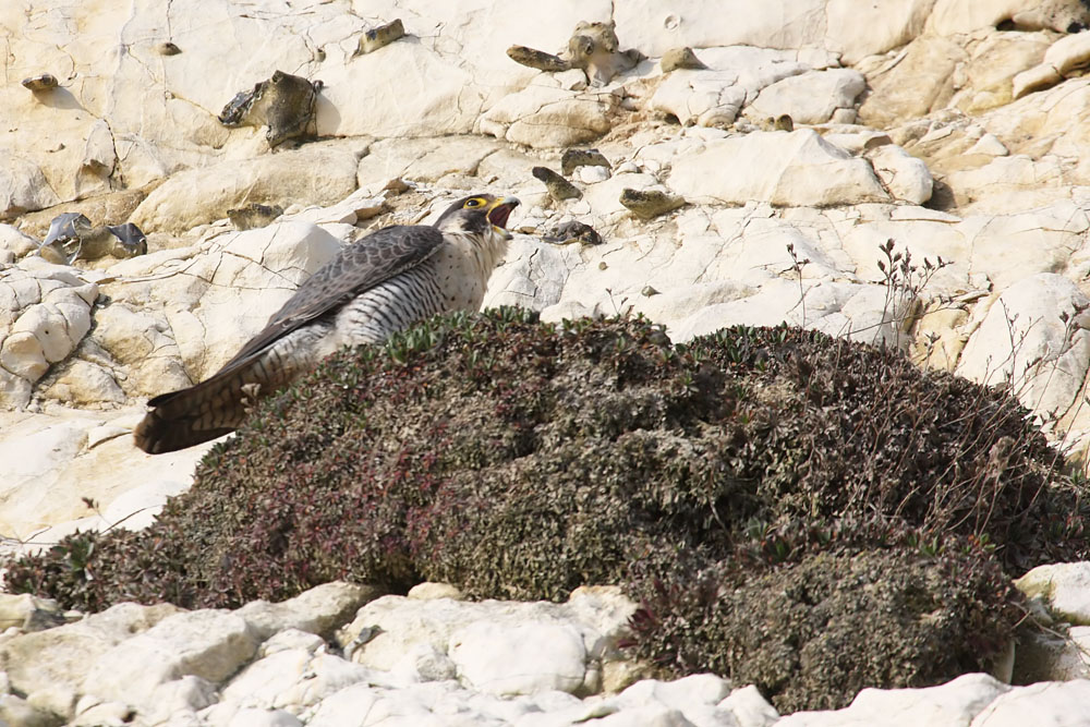 peregrine_2103108311.jpg