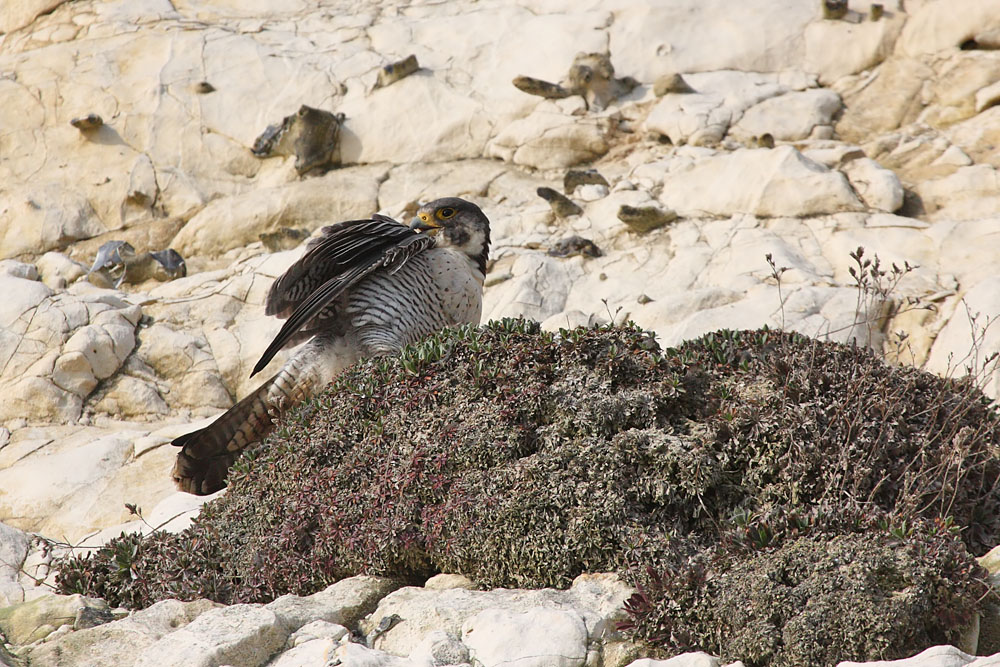 peregrine_2103108327.jpg