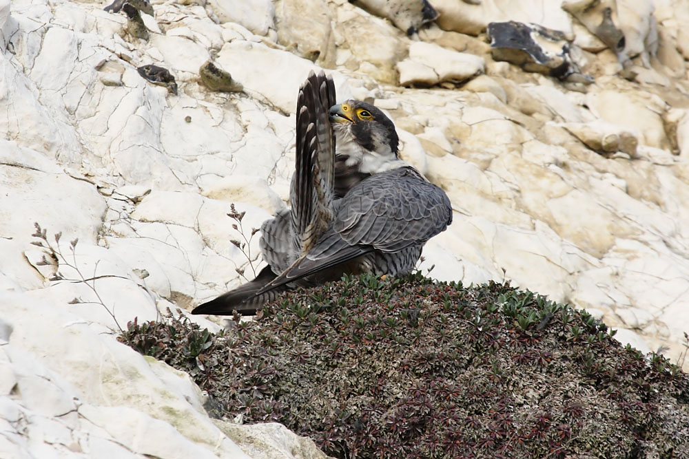 peregrine_2103108429.jpg