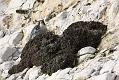 peregrine_2103108129