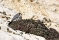 peregrine_2103108201