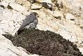 peregrine_2103108220